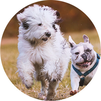 dos perros corriendo 